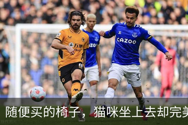 随便买的椅子，猫咪坐上去却完美契合，还以为是量身定做的！